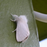 Brown-tail Moth